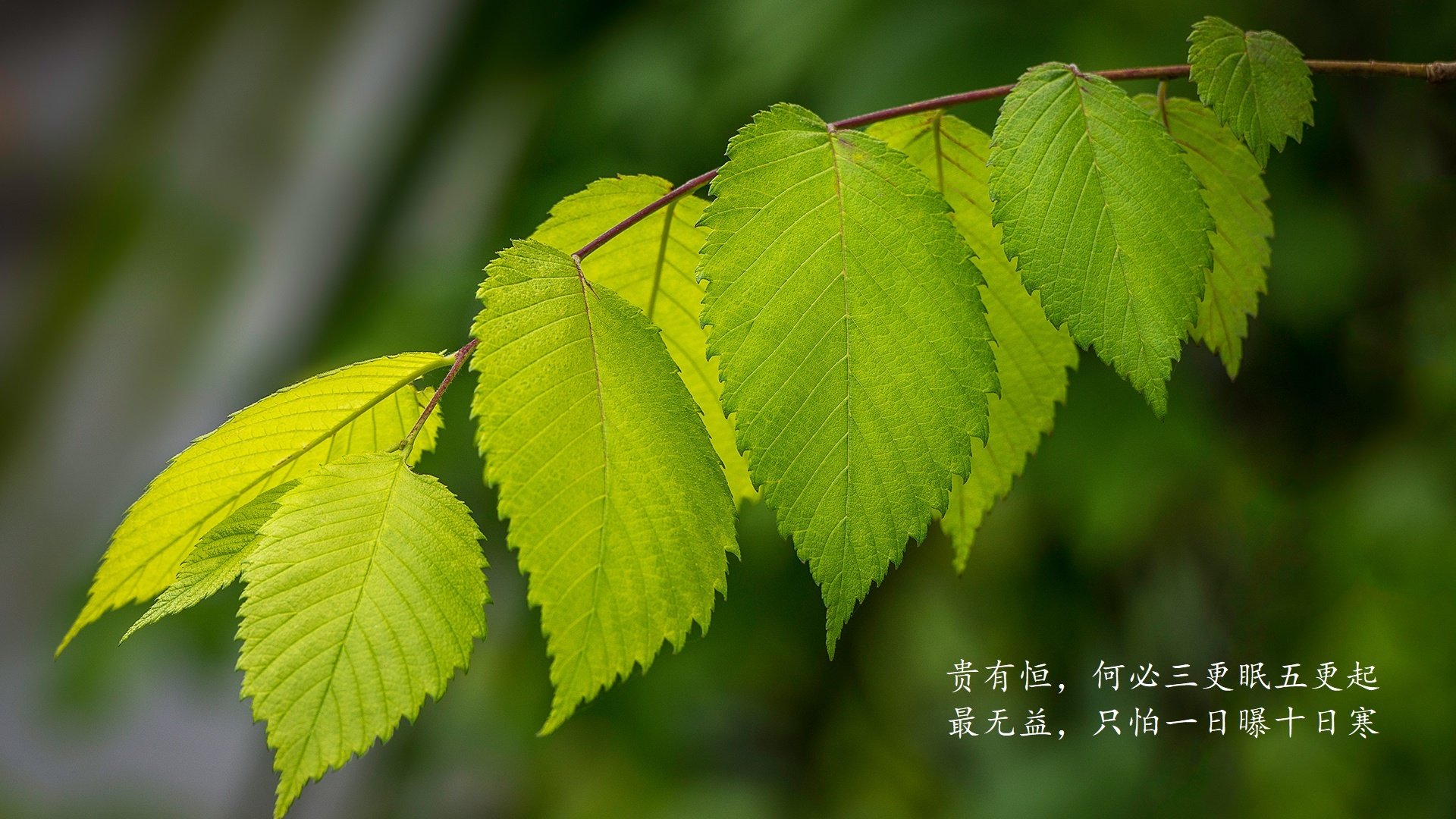 开云·体育官网-“英超球队奋勇拼搏,争夺高端欧战名额”,英超排名欧冠资格