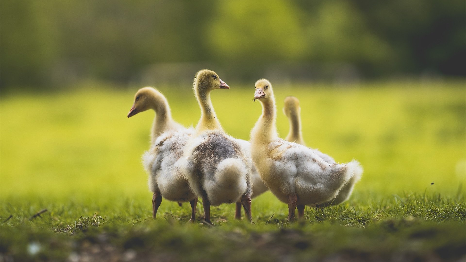 开云官网-【新规激活攻防】高科技助推棒球迎来“快比赛”新时代，棒球技术