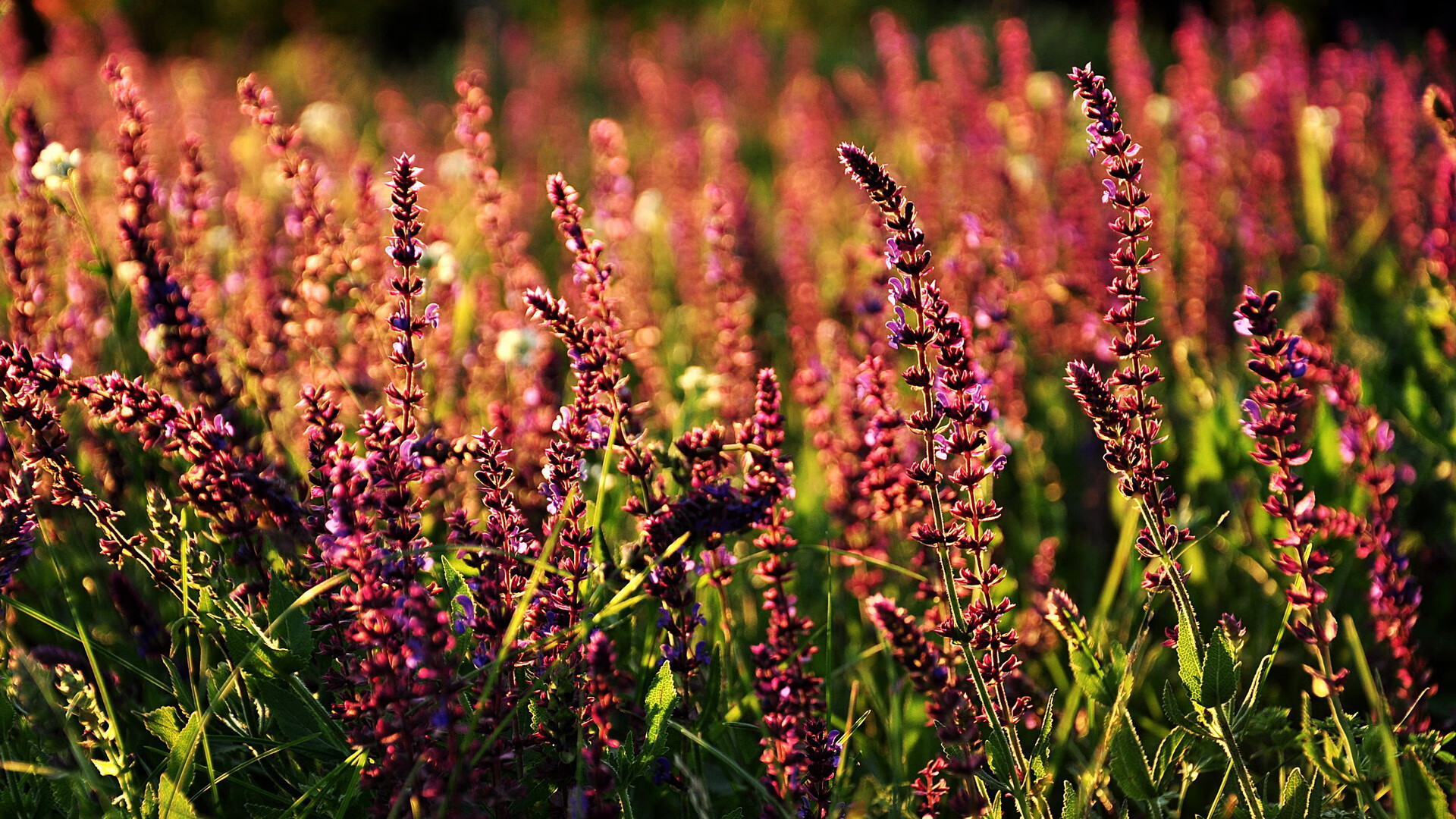 开云官方-体育+科技:F1引领的全民运动潮流,f1比赛专业术语